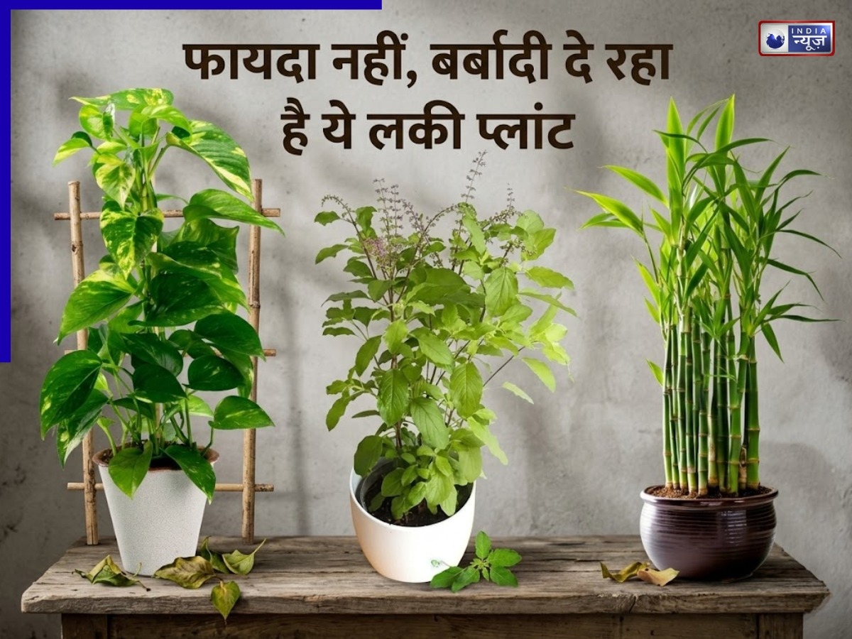 Vastu Warning: फायदा नहीं, बर्बादी दे रहा है ये लकी प्लांट! जानिए सही दिशा और बचने के उपाय