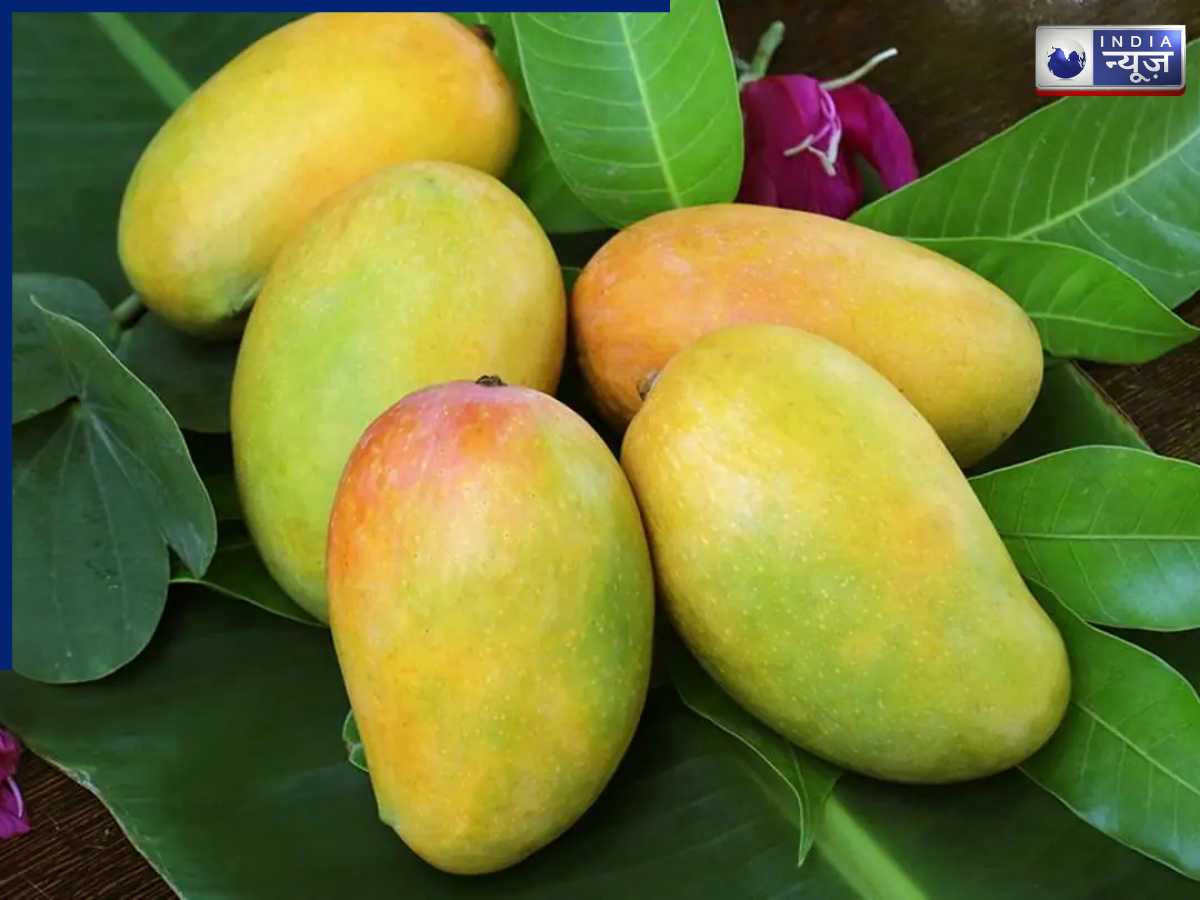 Mango - Photo Gallery