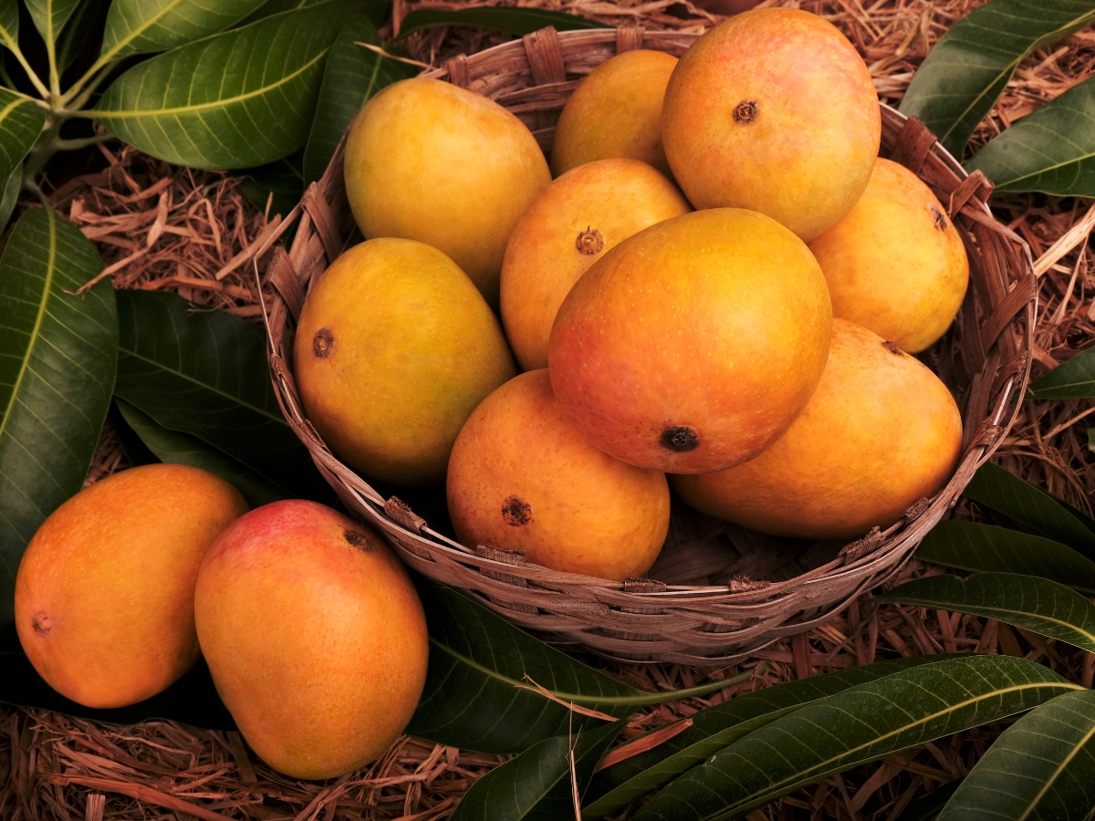 People suffering from acidity should not eat mangoes - Photo Gallery