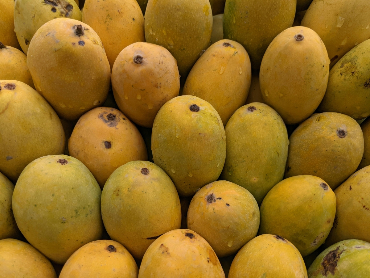 Mango is rich in nutrients - Photo Gallery