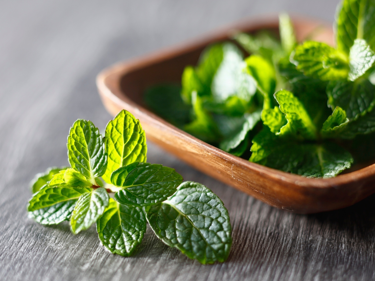 Mint - Photo Gallery