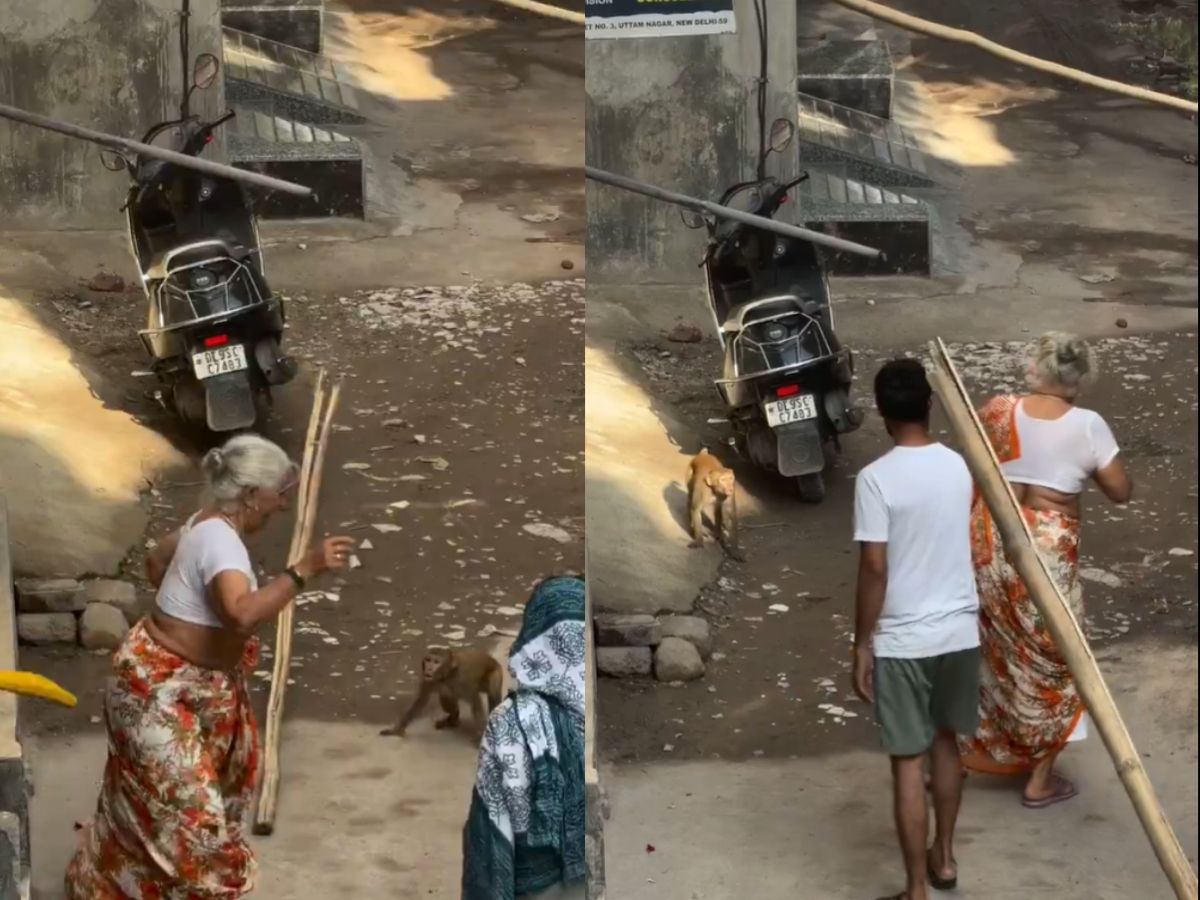 बंदर के डर से पूरी गली हो गई खाली, दादी की दादागिरी भी फेल; आप मत देखना यह वीडियो