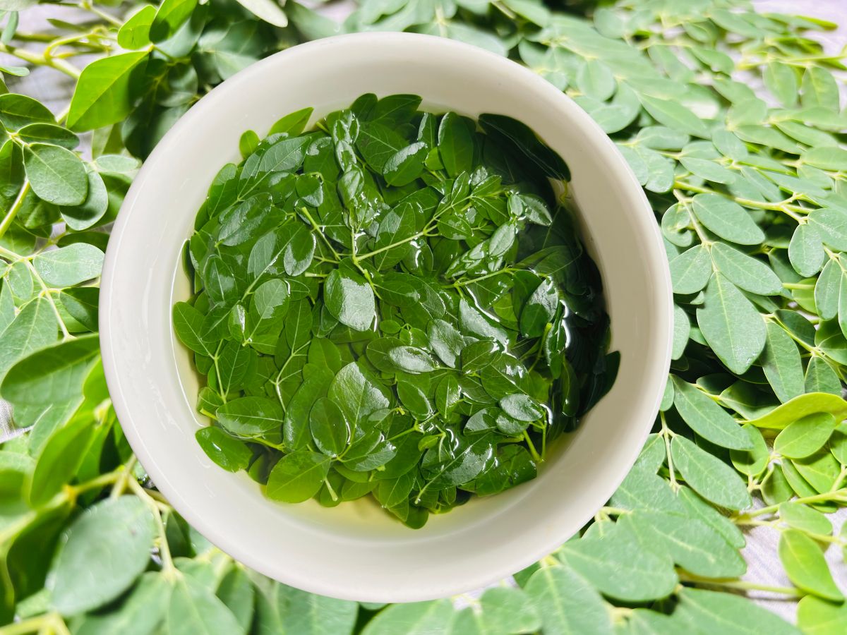 Moringa water - Photo Gallery