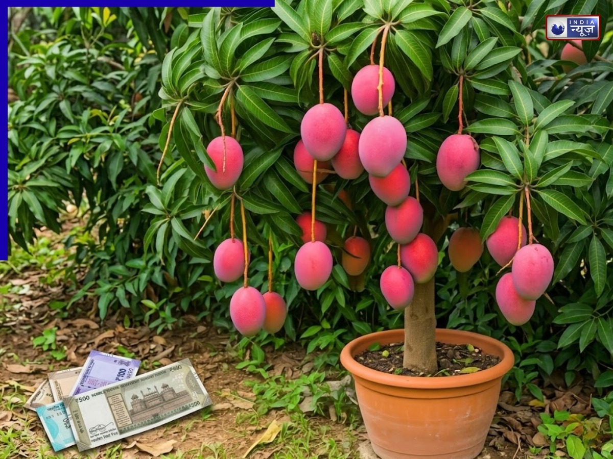 World’s Most Expensive: आम है या सोने की खान? 1 किलो की कीमत ₹3 लाख, चोरी के डर से तैनात होते हैं बॉडी गार्ड