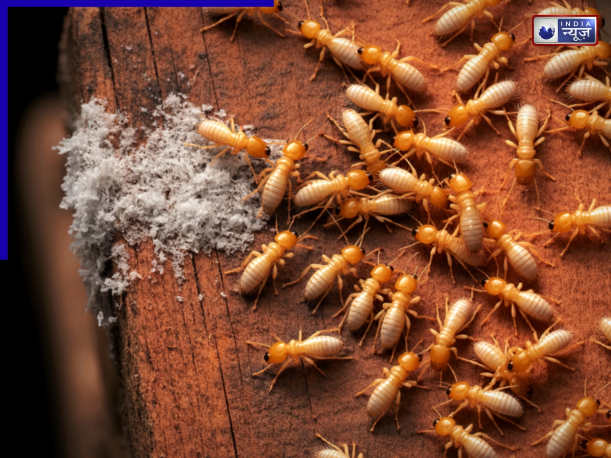 घरवालों के लिए बुरा सपना है दीमक, लकड़ी के ढांचों और फर्नीचर को पहुंचाती हैं नुकसान, ऐसे करें बचाव