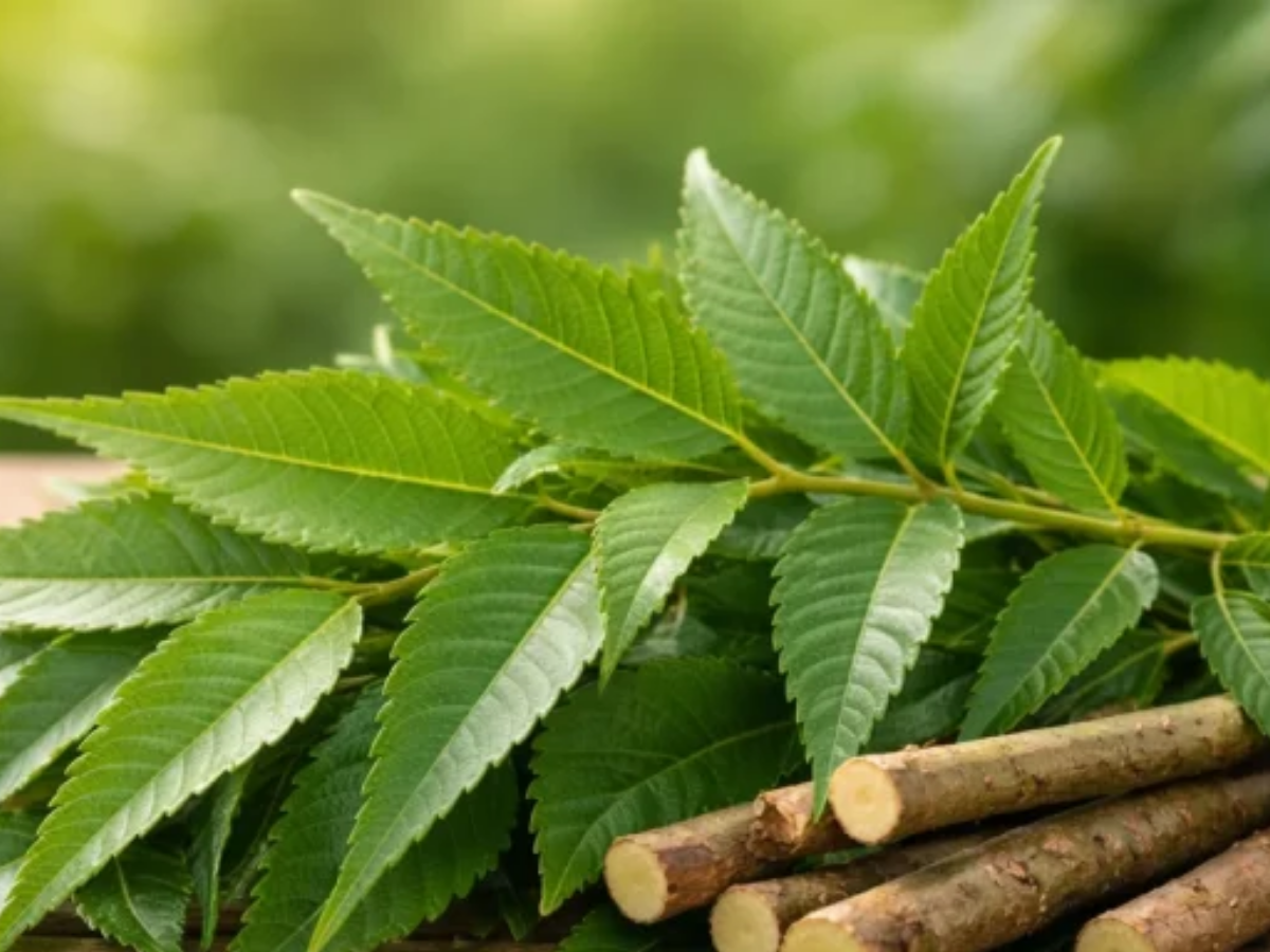Neem Leaves - Photo Gallery