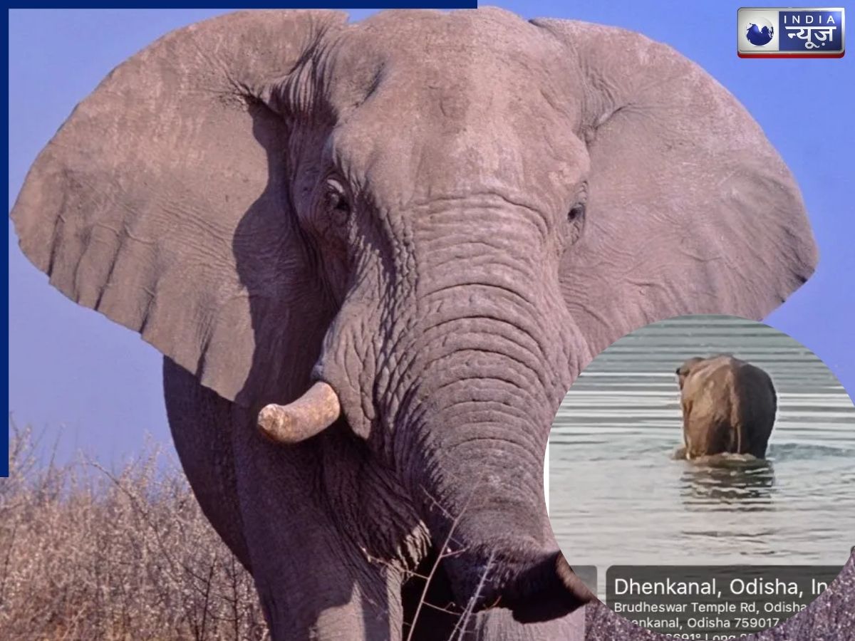 Viral Video: सड़क पर अचानक सैर पर निकला जंगली हाथी: ग्रामीणों का उमड़ा हुजूम, नजारा देख फटी रह गईं सबकी आंखें!