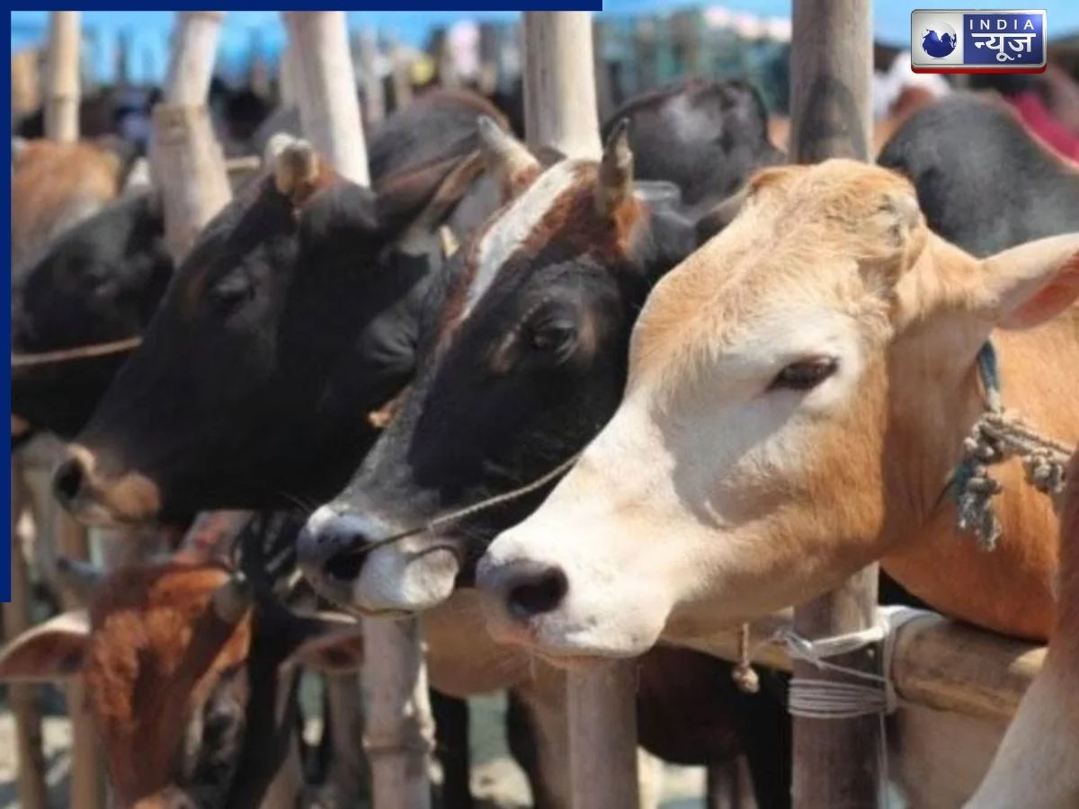 Odisha में गौ-तस्करों की खैर नहीं! पुलिस ने लिया बड़ा एक्शन, 50 लाख से ज्यादा कैश; सोना-चांदी और हथियार बरामद