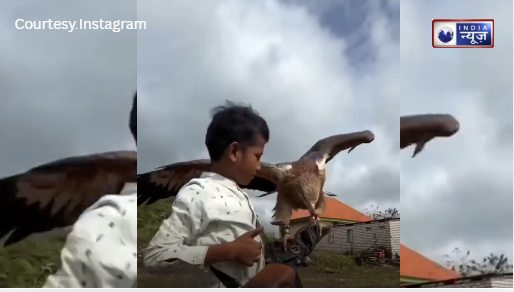 Viral Video: जंगली बाज और इंसान का ऐसा रिश्ता पहले नहीं देखा होगा, लड़के ने दी आवाज और बादलों को चीरते हुए सीधे हाथ पर आ गया शिकारी बाज!