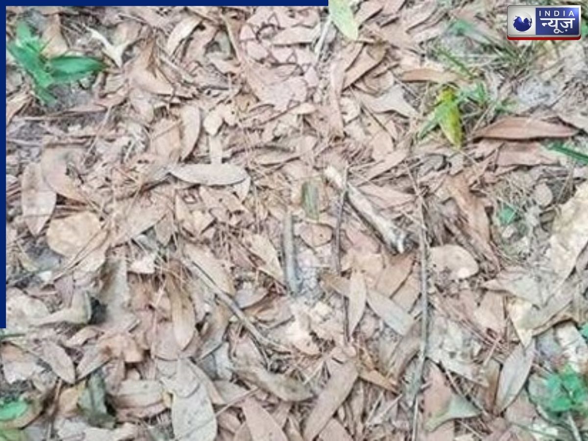 पत्तों के बीच छिपा बैठा है खतरनाक सांप, 10 सेकंड में ढूंढ लिया तो मानेंगे आपकी नजर है सबसे तेज!