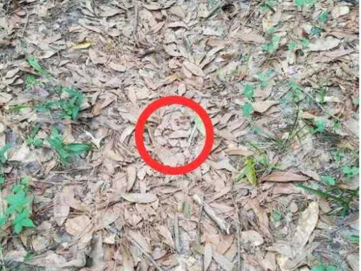 OPTICAL ILLUSION 7 OPTICAL ILLUSION 7