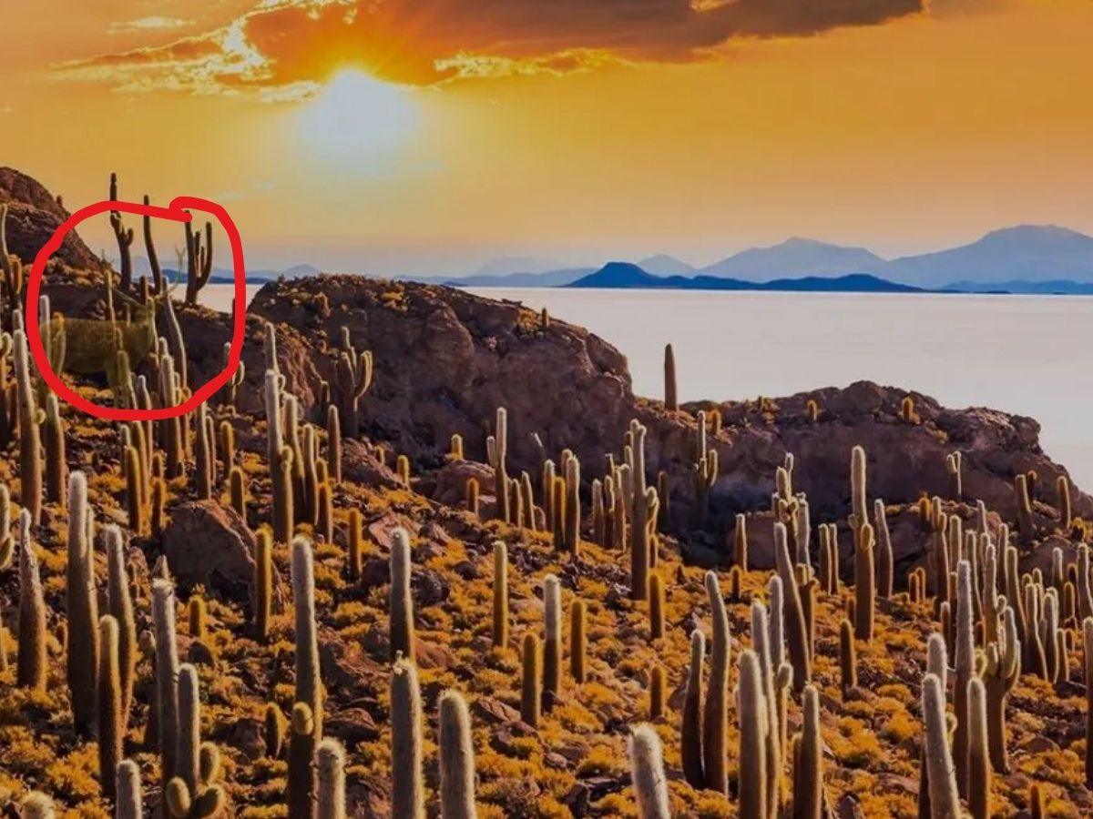 Optical Illusion Challenge 1