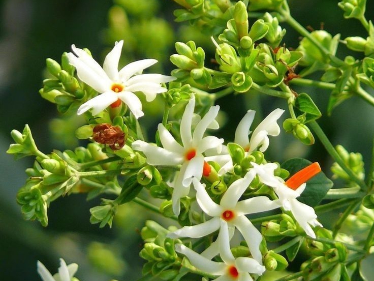 parijat - Photo Gallery