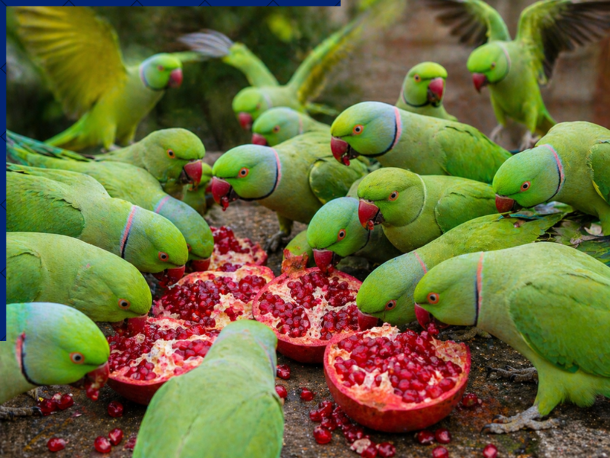 तोते खा गए 200 पेड़ के अनार, किसान ने पीट लिया माथा, पहुंचा कोर्ट, कर दी ये मांग, फिर…