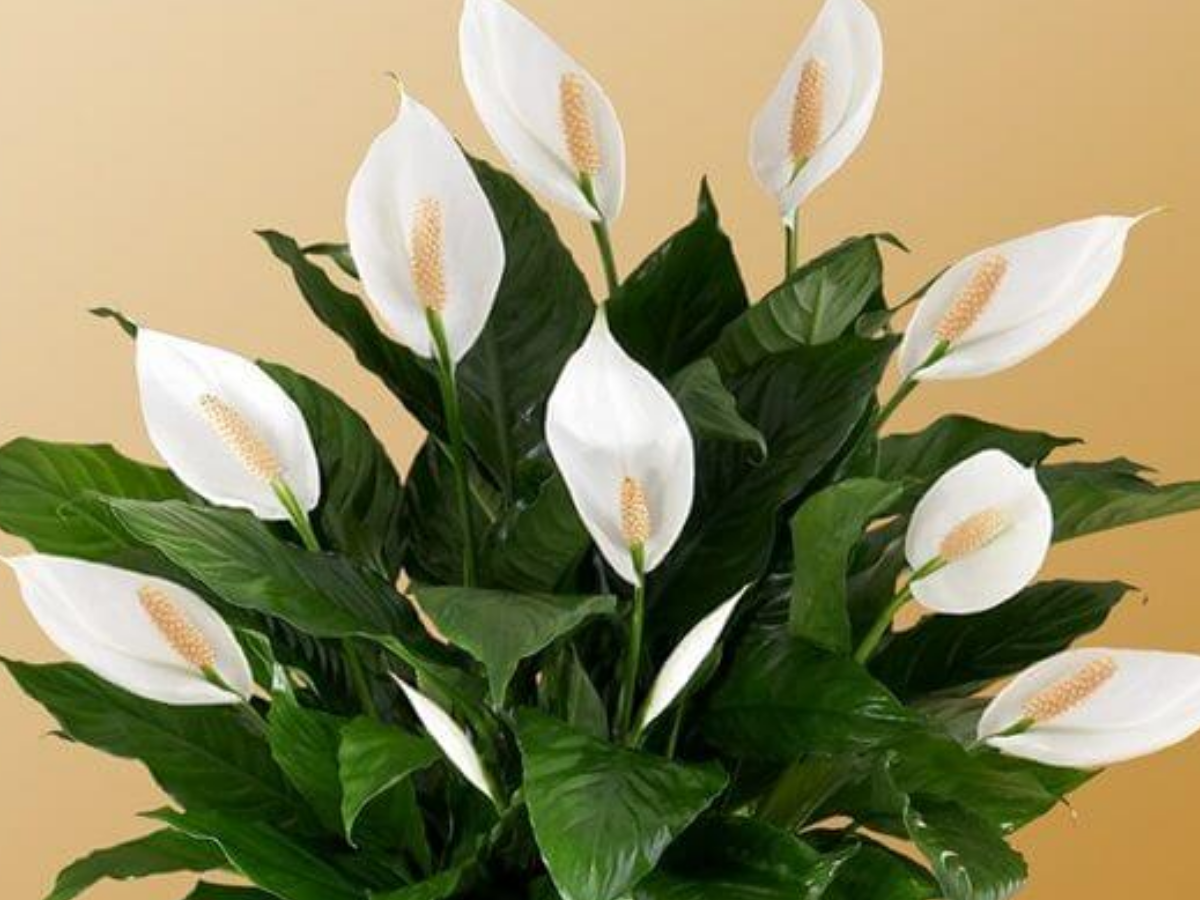 peace lily - Photo Gallery