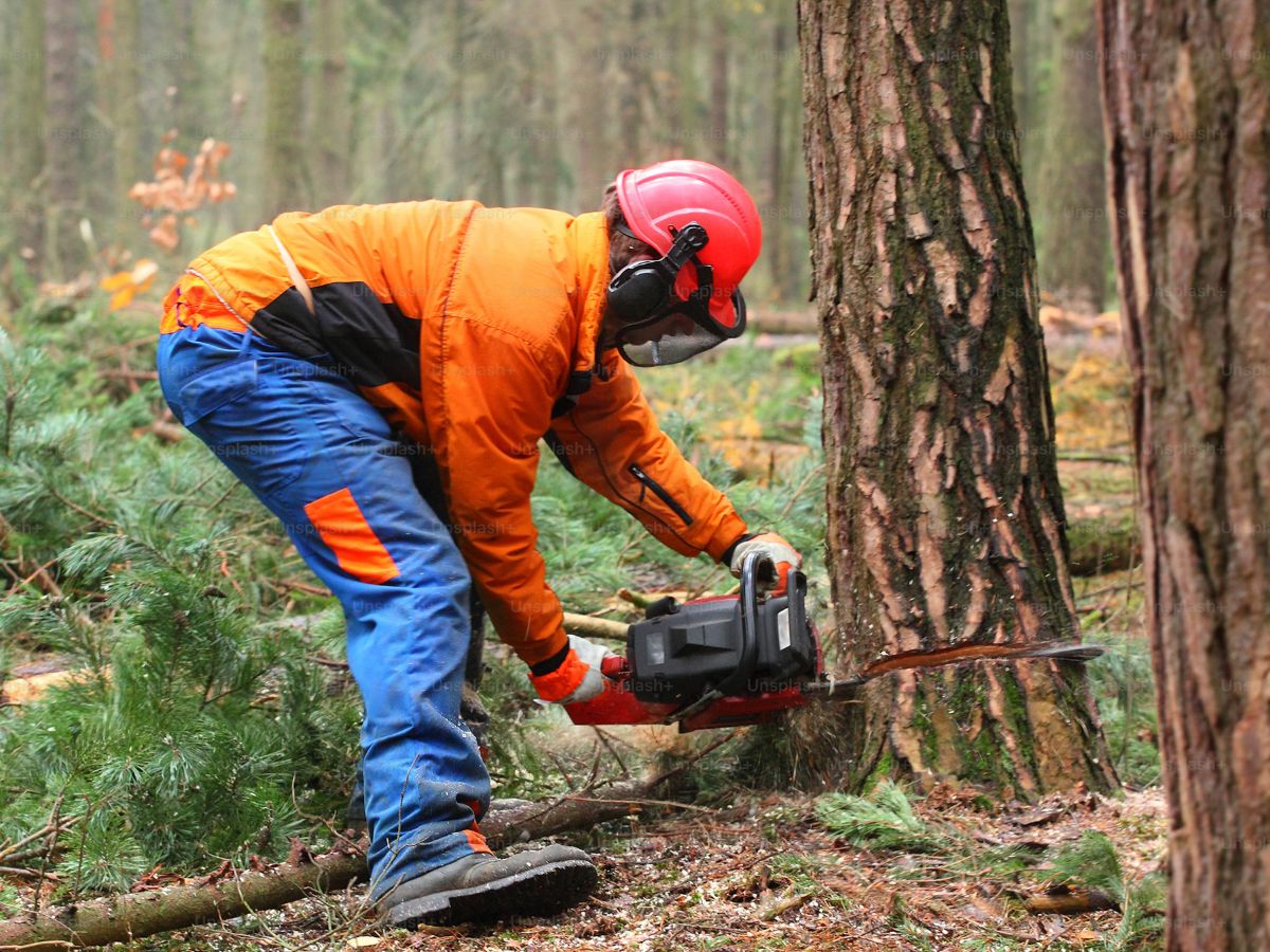 Vastu Tips: गलती से भी न काटे ये पेड़, जीवन भर के लिए हो जाएंगे कंगाल, कभी नहीं आएगी लक्ष्मी