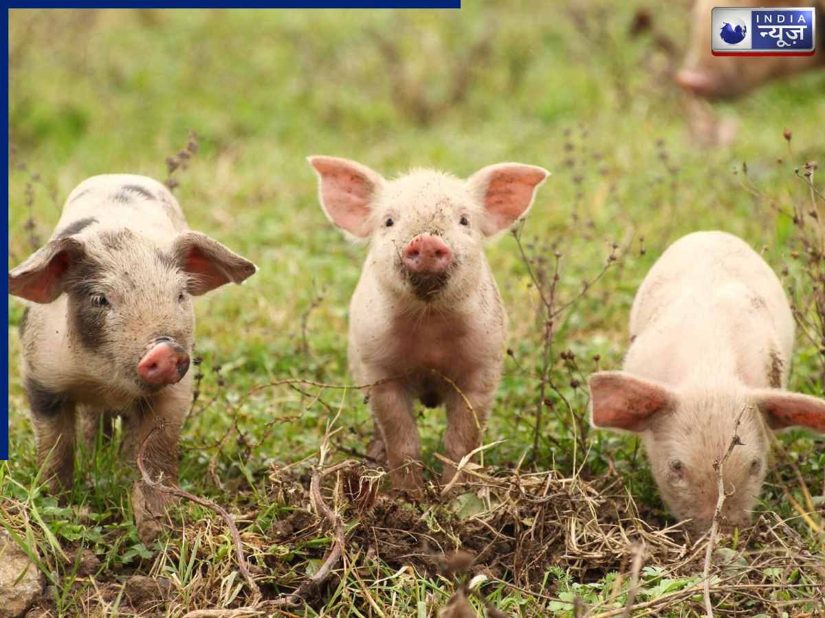 यूरोप का अनोखा देश, यहां मनुष्यों से ज्यादा है सूअरों की आबादी, नाम जानकर हो जायेंगे हैरान - Photo Gallery