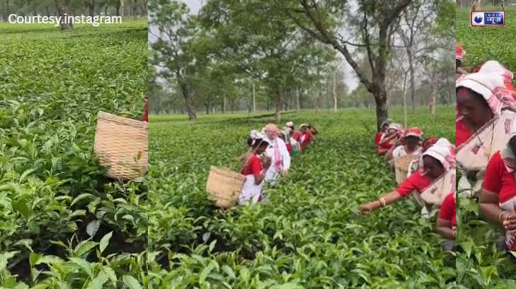 चाय बागान में गूंजा ‘जगत जननी’ का जयकारा, पीएम मोदी ने महिलाओं संग तोड़ी चाय की पत्तियां, देखें पीएम होने के बाद भबि जड़ों से जुड़े है!