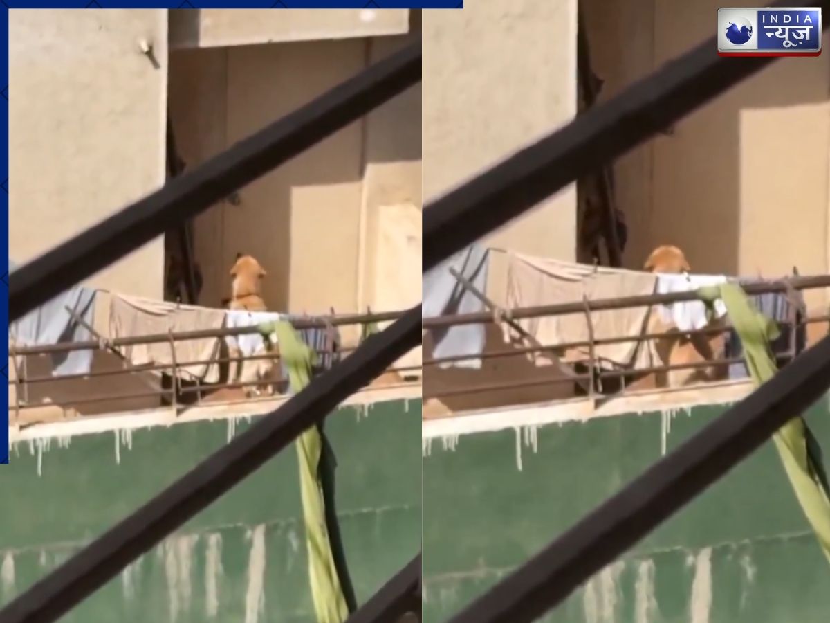 बेजुबान जानवर के साथ क्रूरता, चिलचिलाती धूप में कुत्ते को बालकनी में छोड़ गया मालिक; Video देख पसीज जाएगा कलेजा