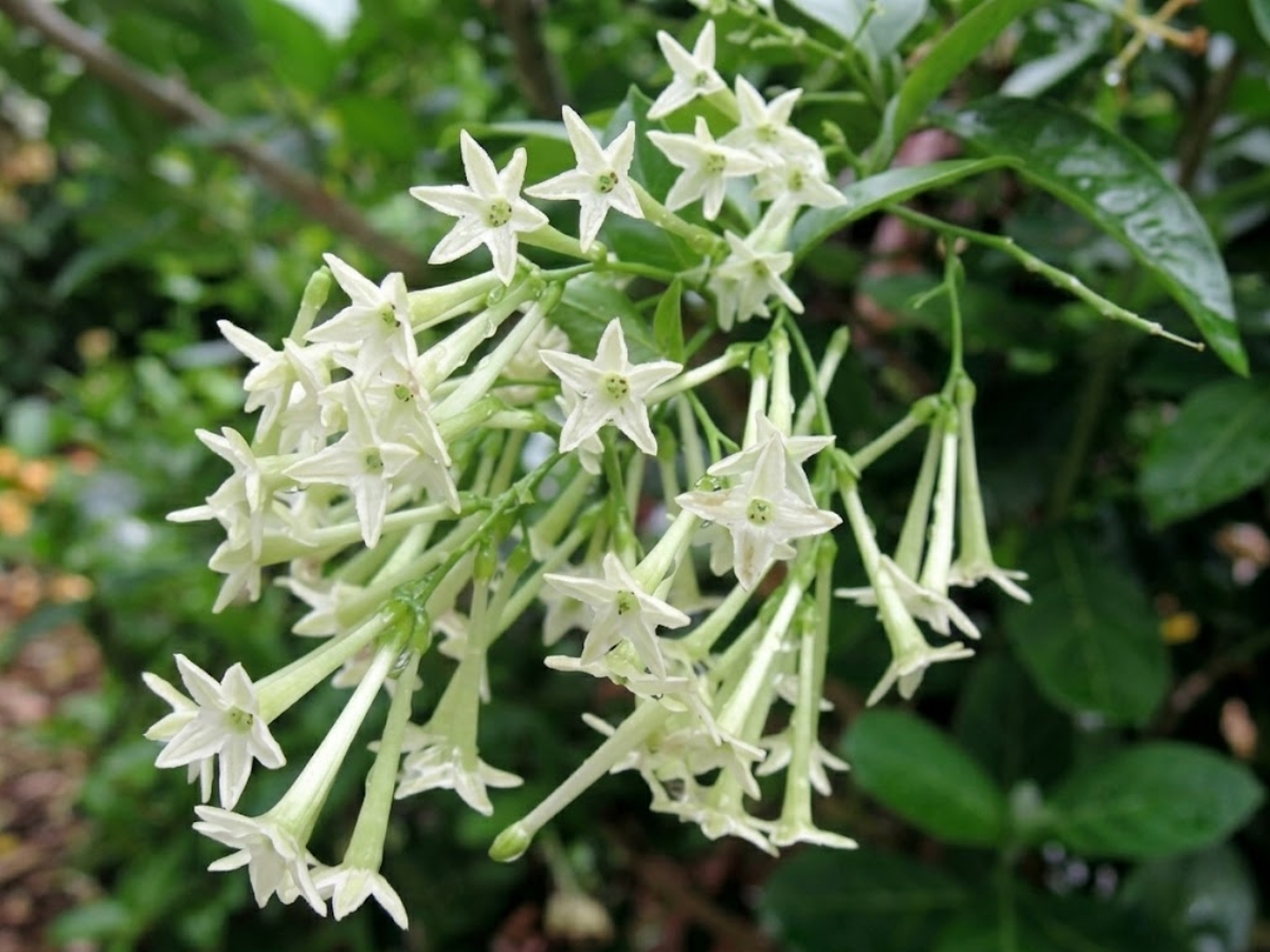 raat ki rani - Photo Gallery