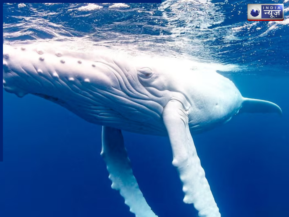 वैज्ञानिकों में उत्साह का माहौल! जीवन में एक बार भी इस जीव का दिखना होता है दुर्लभ