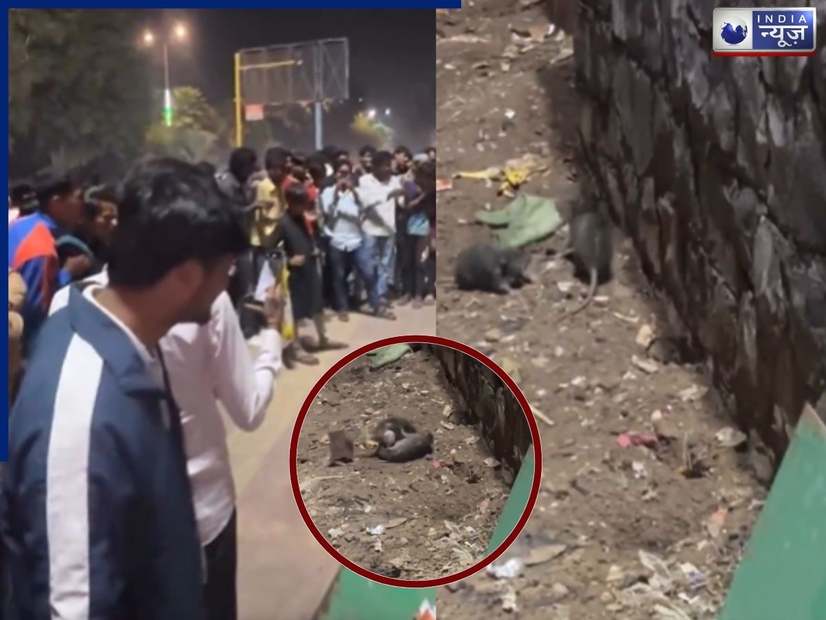 WWE छोड़िए, 2 चूहों की लड़ाई देखने के लिए लगी मर्दों की भीड़, IPL से भी ज्यादा दिखा क्रेज!