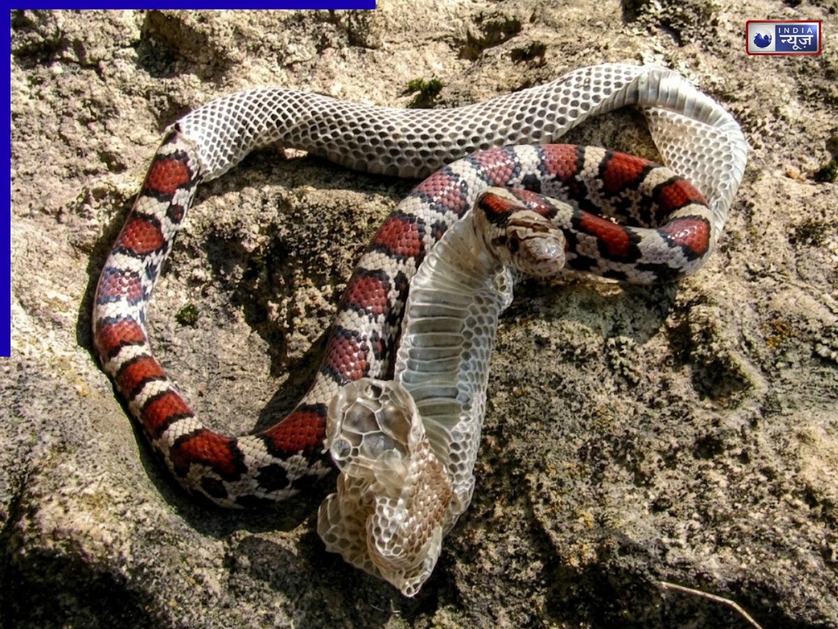 Snake Facts: केंचुली उतारते समय क्यों ‘अंधे’ और ‘चिड़चिड़े’ हो जाते हैं सांप? कारण जानकर आप भी हो जाएंगे हैरान