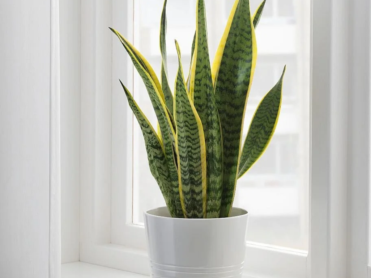 snake Plant - Photo Gallery