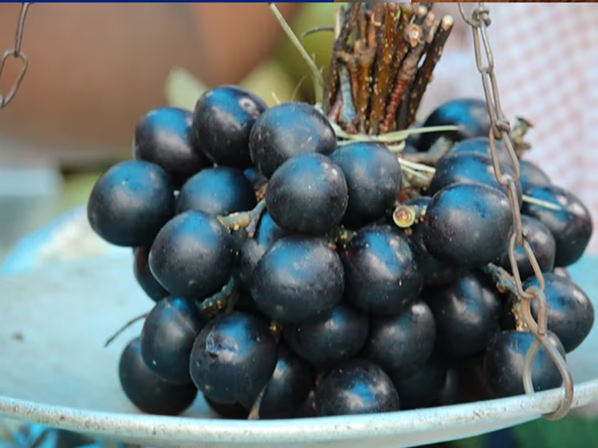 sohieong fruits - Photo Gallery