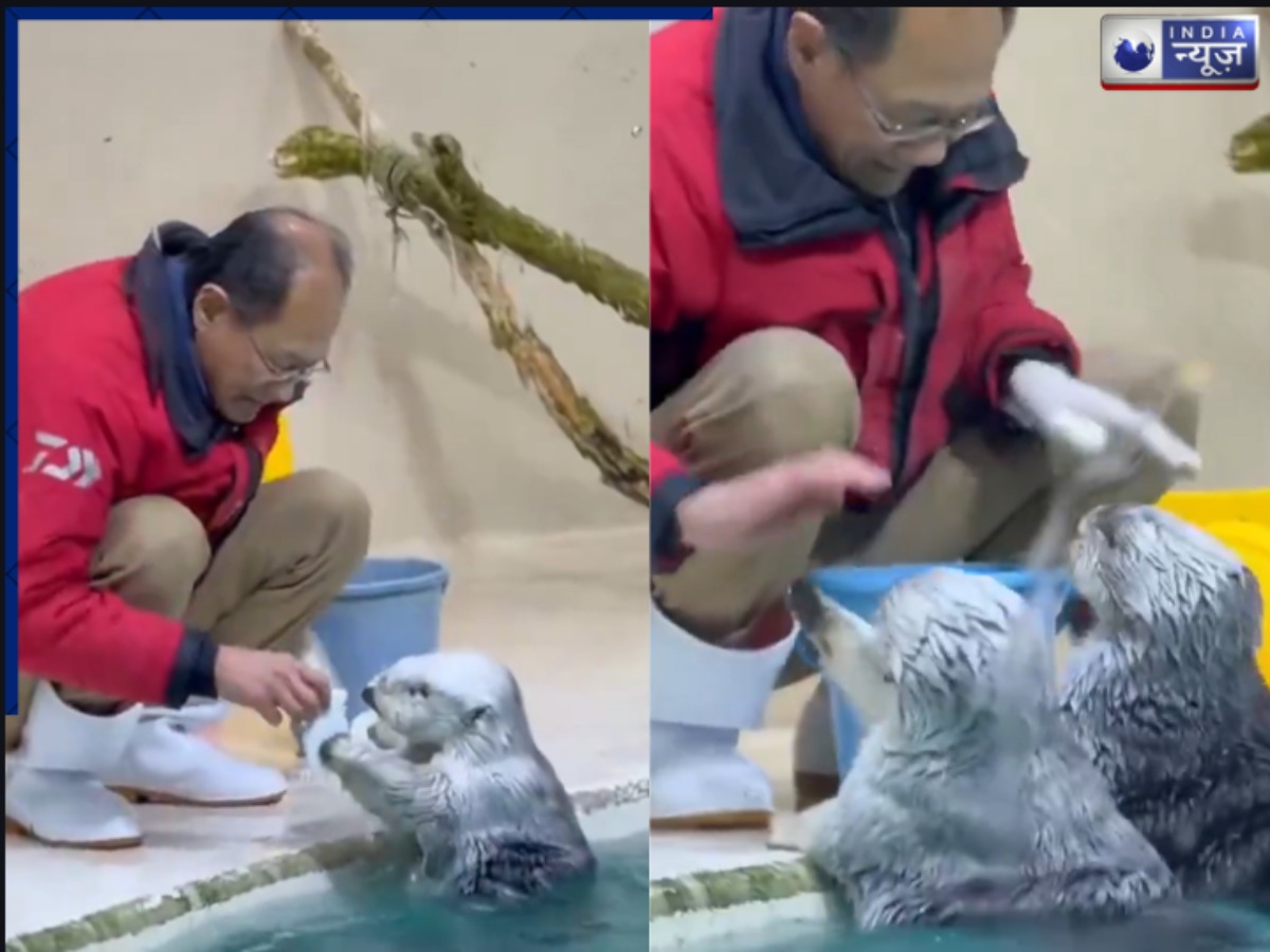 Viral Video: क्यूटनेस ओवरलोड! नन्हें ऊदबिलावों ने किया सफाई में हाथ बंटाने का काम; मासूमियत देख पिघल जाएगा दिल