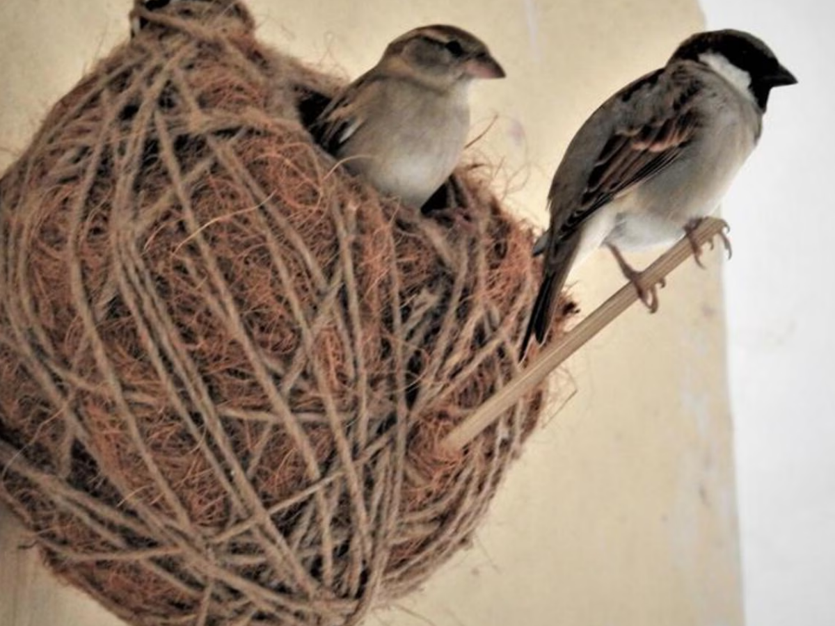 Sparrow Nest - Photo Gallery