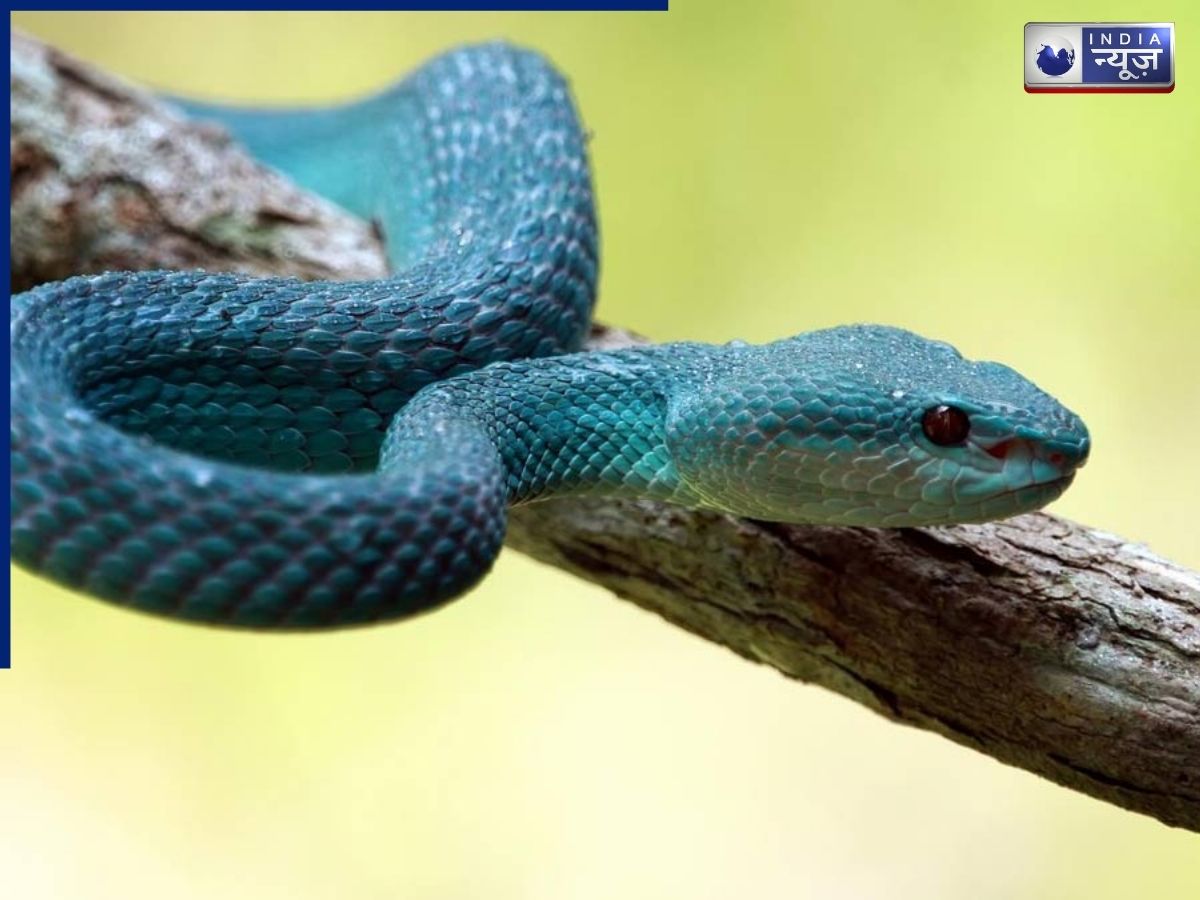 Snake In Dream: क्या आपको सपनों में सांप दिखाई देते हैं? क्या है इसका असली मतलब, शुभ है या अशुभ संकेत