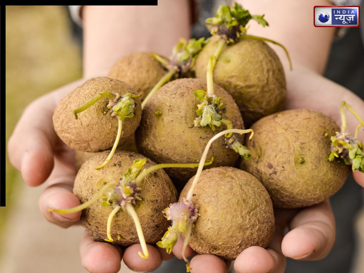 अंकुरित आलू सेहत लिए धीमा जहर! खाने से दिल की धड़कन हो सकती तेज, इन गंभीर बीमारियों का भी खतरा