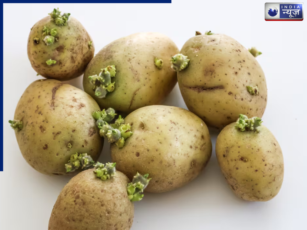 सेहत को गंभीर कर रहे अंकुरित आलू! किस मोड़ पर दिखाएं डस्टबिन का रास्ता? क्या कहते हैं एक्सपर्ट्स