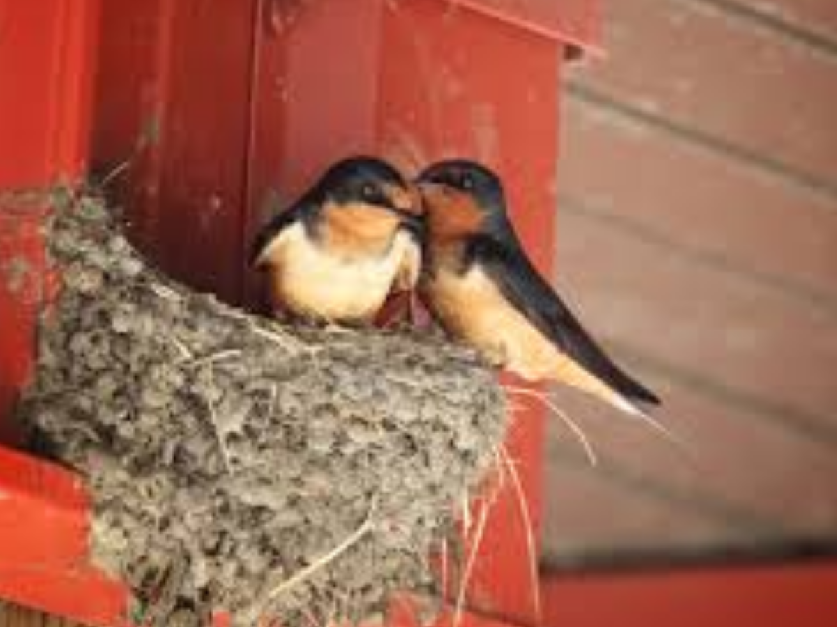 Swallow - Photo Gallery