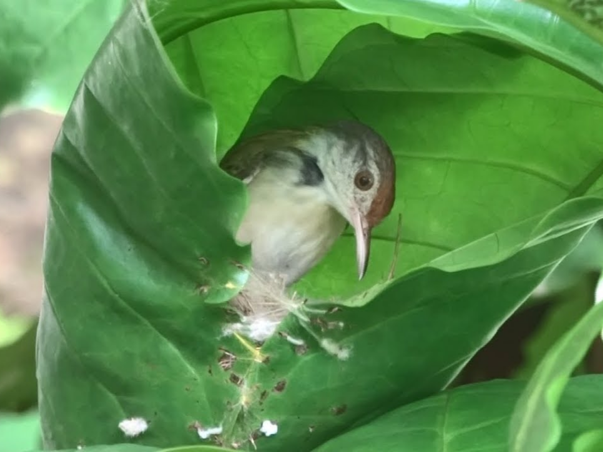 Tailor bird - Photo Gallery