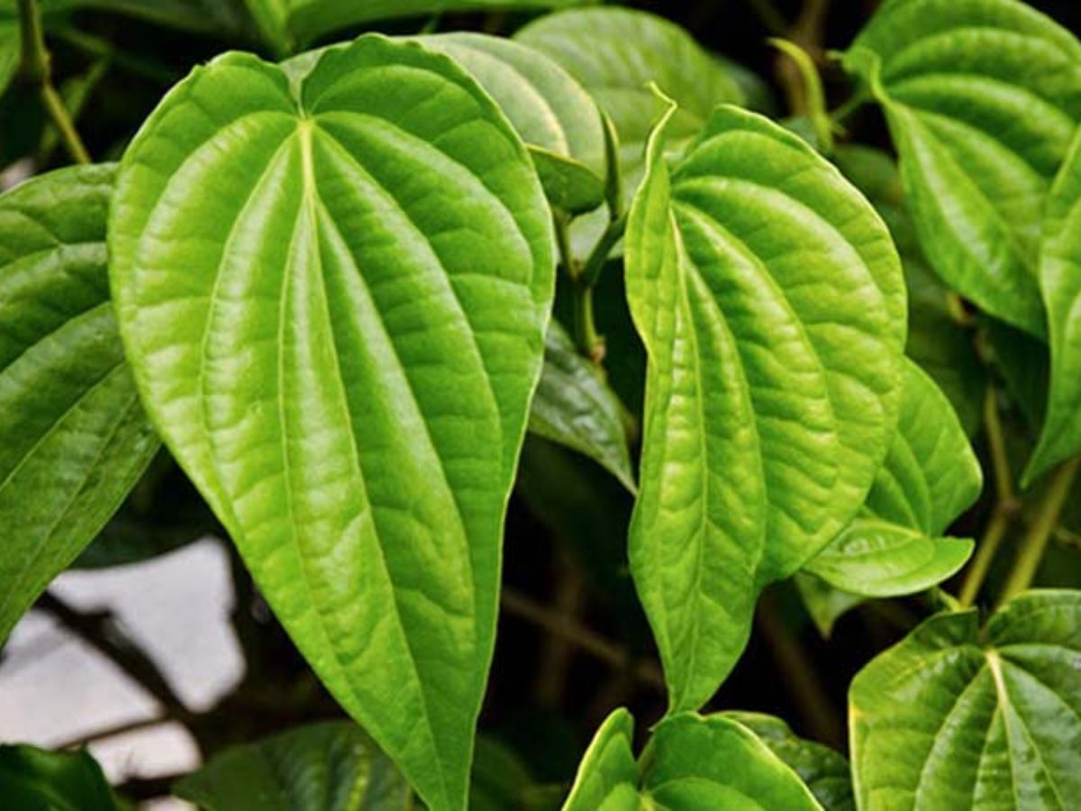 Bidi is made from tendu leaves - Photo Gallery