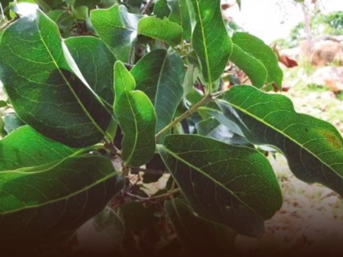 Why are these leaves chosen? - Photo Gallery