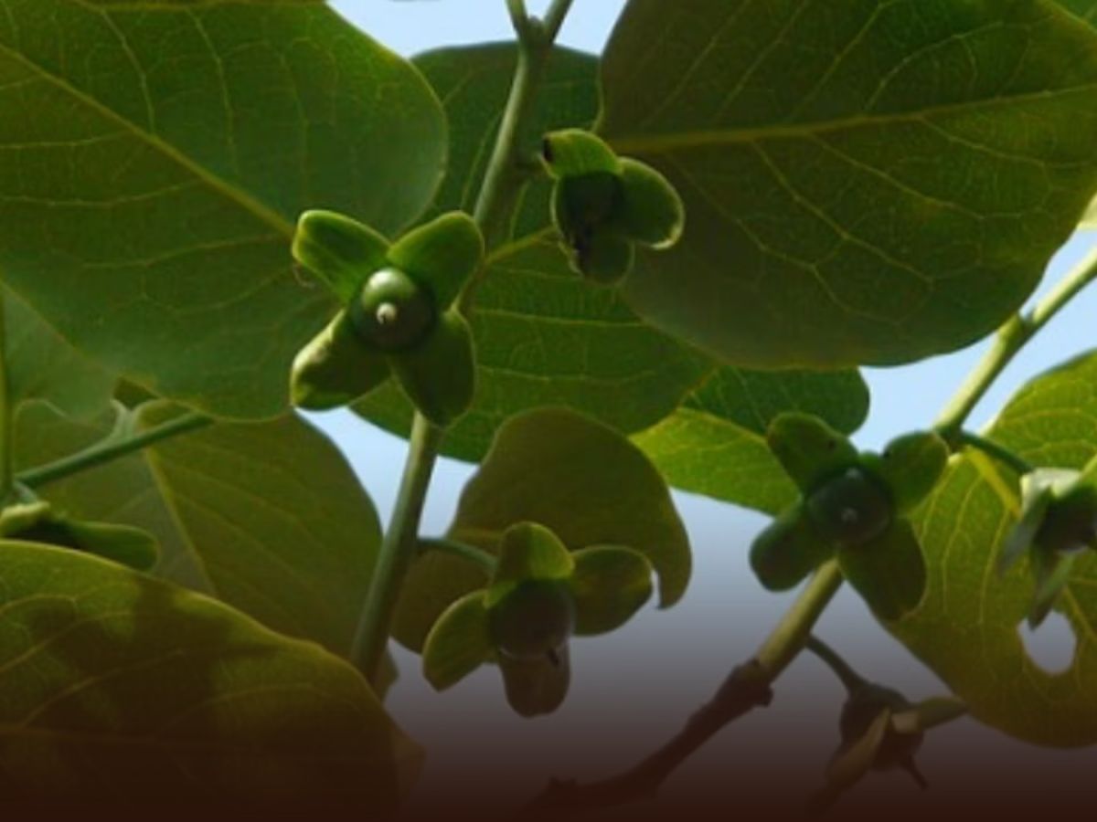 leaf picking time - Photo Gallery