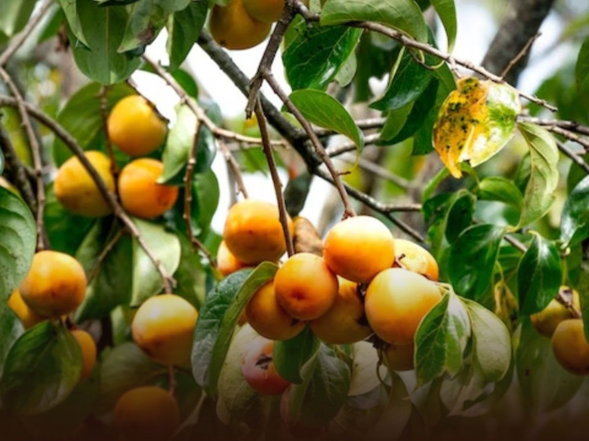 important role of women - Photo Gallery