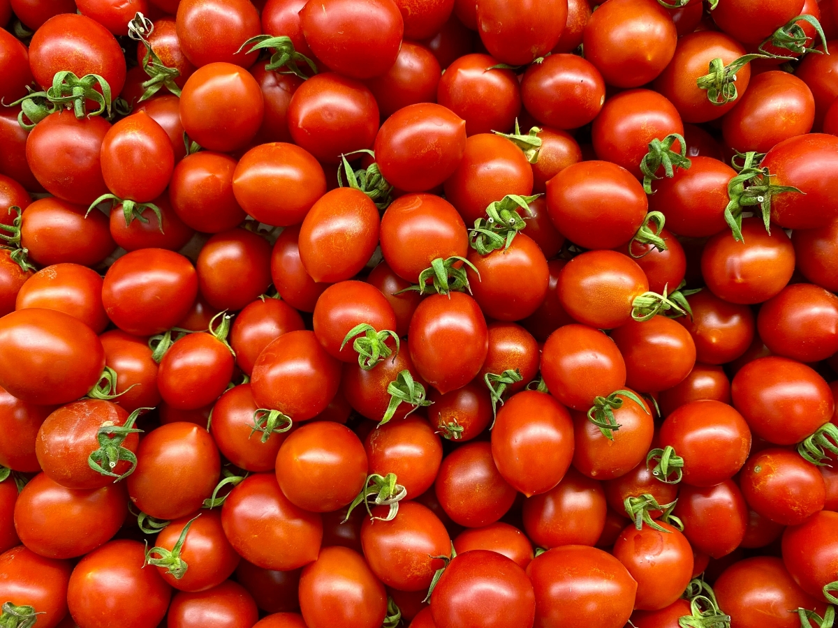 Tomato - Photo Gallery