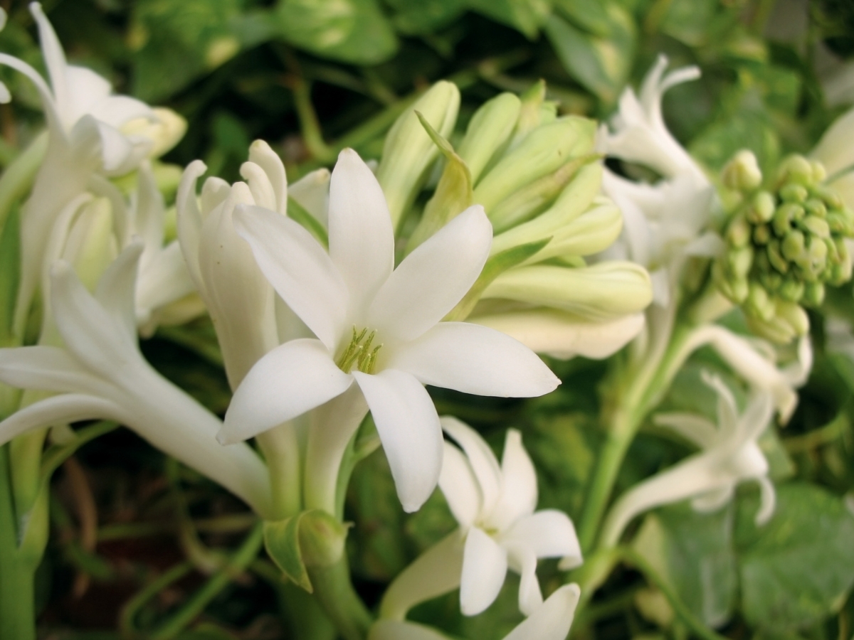 tuberose - Photo Gallery
