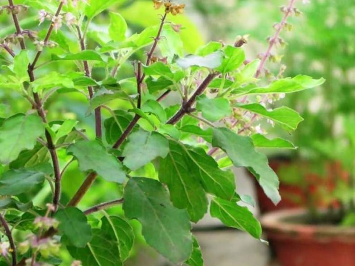 Tulsi Plant - Photo Gallery