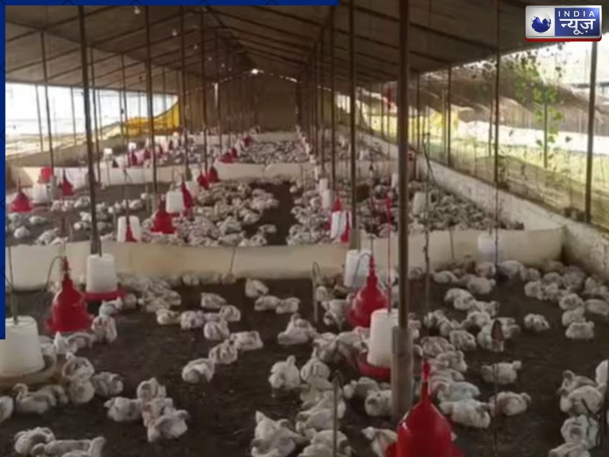 बारात में डीजे में तेज आवाज में बज रहा था गाना, पोल्ट्री फॉर्म में 140 मुर्गियों की चली गई जान