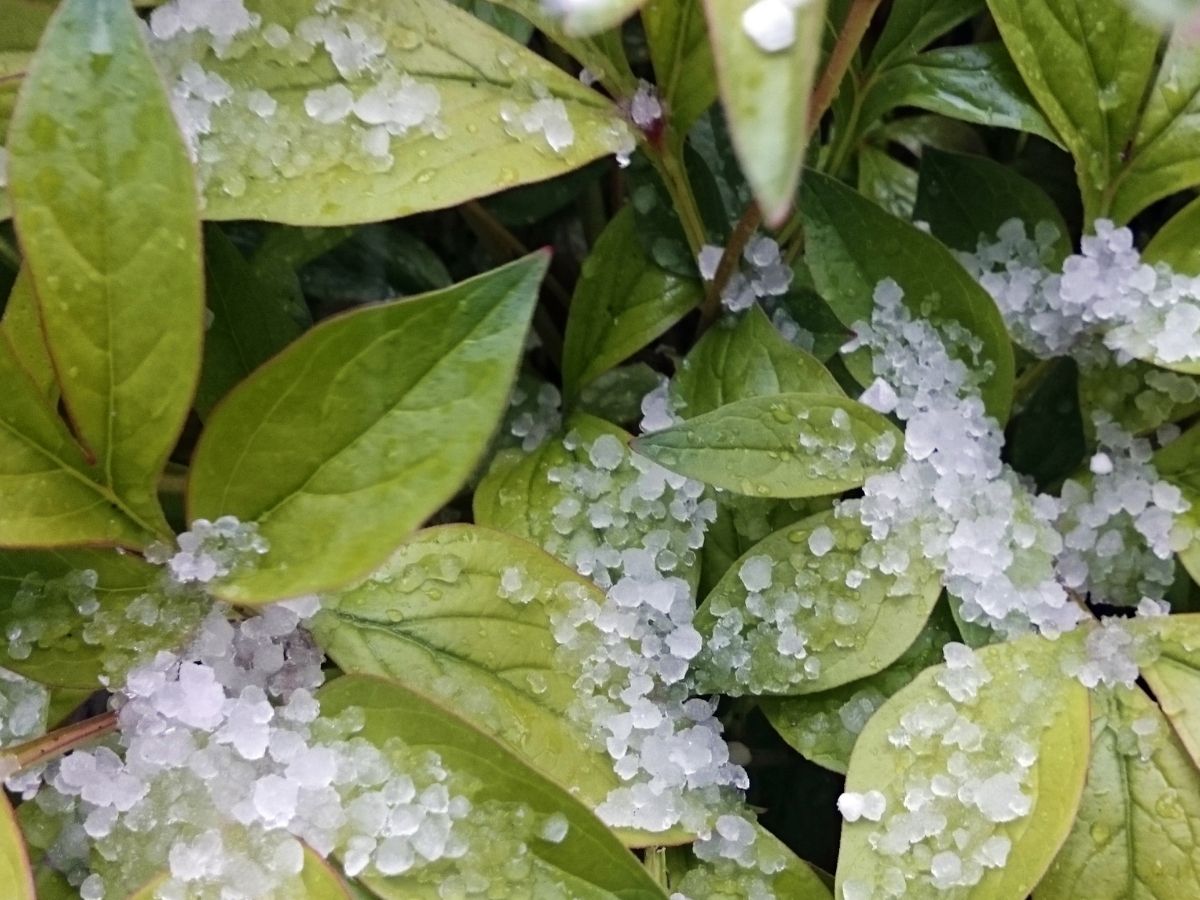 UP Weather - Photo Gallery