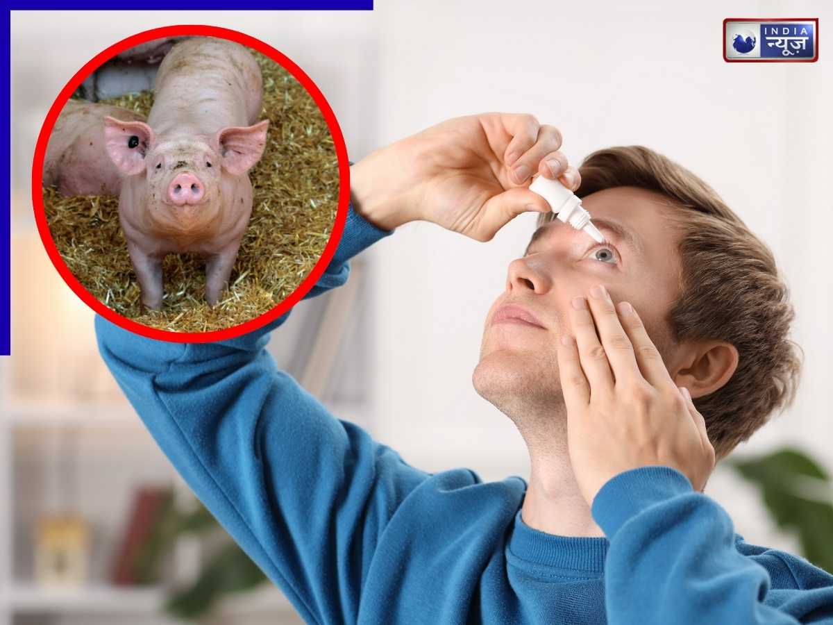 सूअर के सीमन से हो सकता है इस जानलेवा बीमारी का इलाज, चूहों पर शोध में मिली सफलता