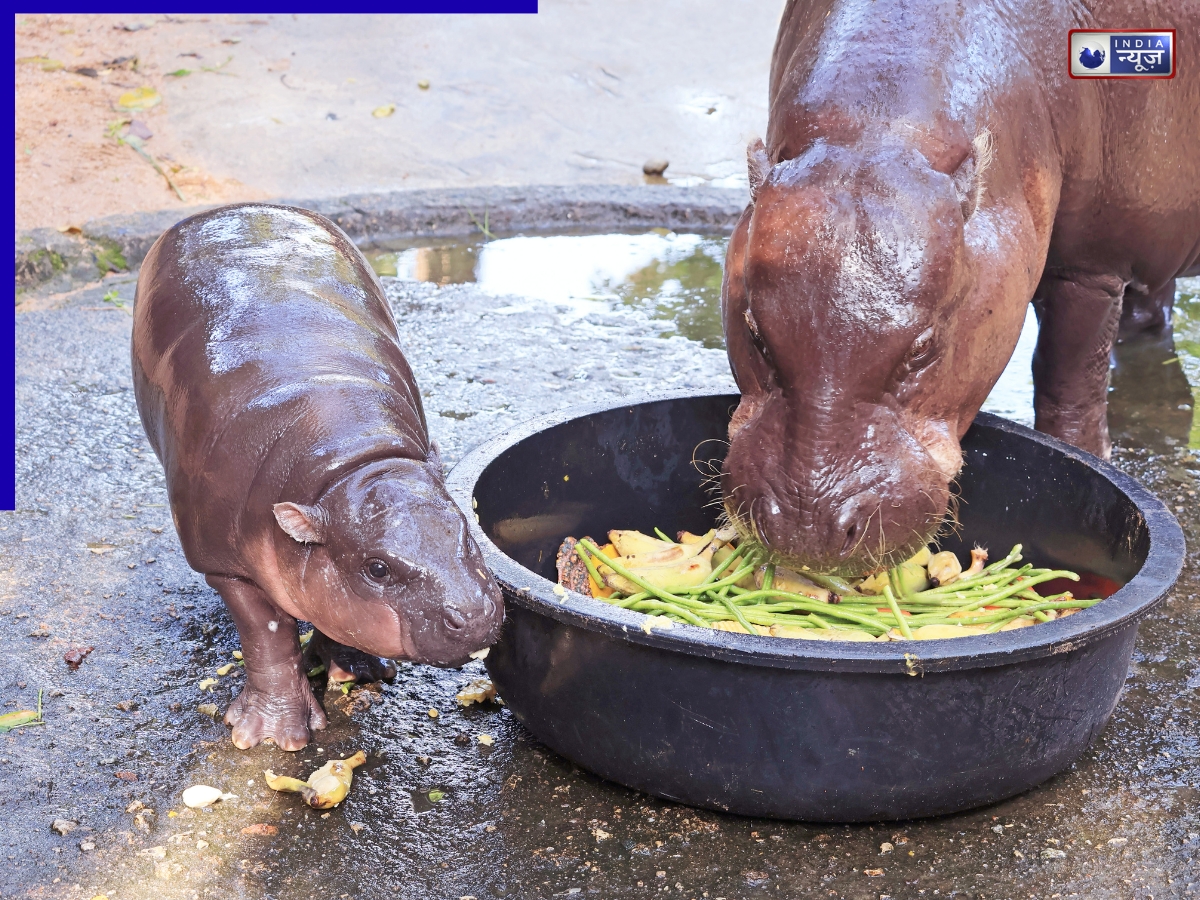 सेल्फी लेने के लिए हिप्पो के पेन (बाड़े) में घुसा युवक, CCTV में कैद हुई घटना, लगा 10,000 का जुर्माना
