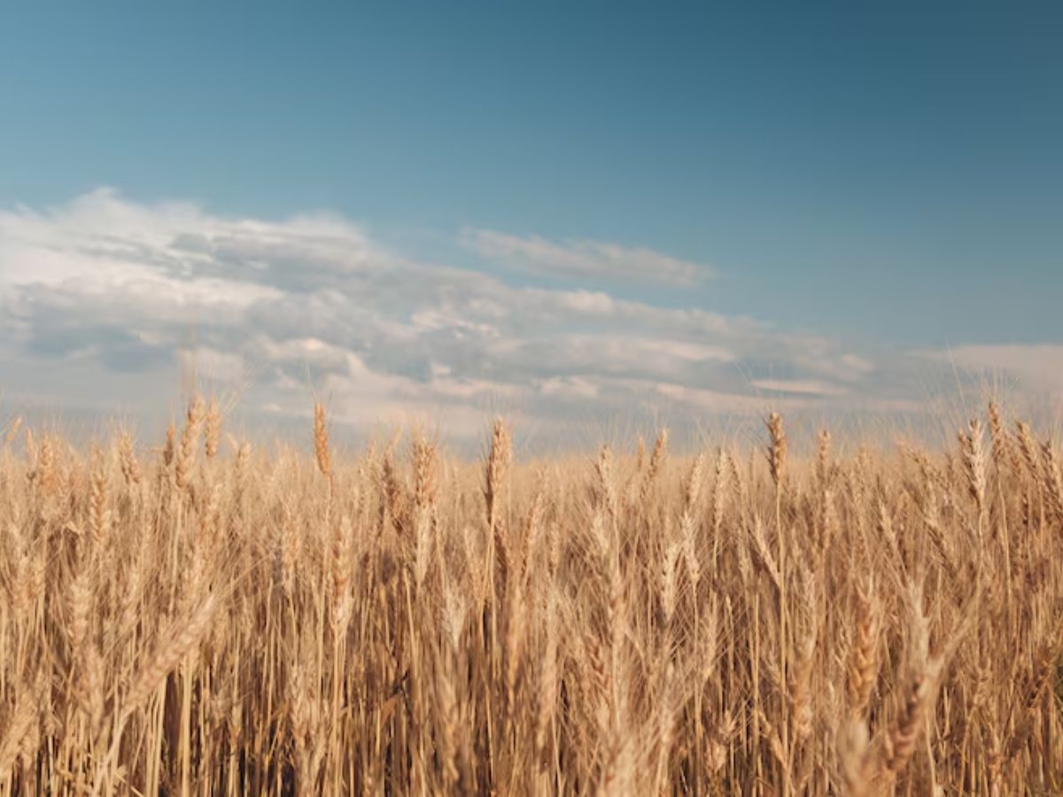 UP Wheat Procurement:  यूपी के किसानों के लिए खुशखबरी…अब बिना इस काम के धड़ा-धड़ महंगे दामों में बिकेगा गेहूं!