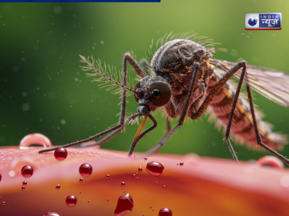 मच्छरों के फेवरेट होते हैं इस Blood Group वाले लोग! लेकिन इन लोगों को बख्श देते हैं; तो क्या आप भी हैं इनके पसंदीदा शख्स?