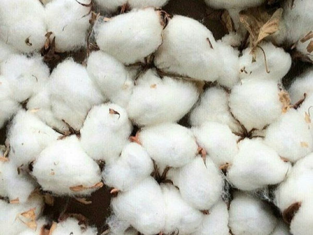 Why Buying Cotton on Akshaya Tritiya is Considered Auspicious - Photo Gallery